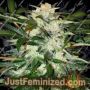 Monster Mash Auto by Exotic Seeds Cannabis Seeds For Sale at Just Feminized