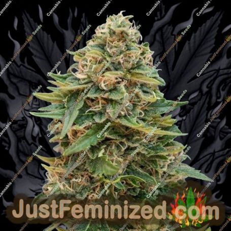 Skunk 47 Auto by Advanced Seeds Cannabis Seeds For Sale at Just Feminized