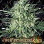 Quick Mass by Exotic Seeds Cannabis Seeds For Sale at Just Feminized