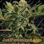 Russian Auto by Exotic Seeds Cannabis Seeds For Sale at Just Feminized