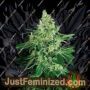 Sir Jack by Exotic Seeds Cannabis Seeds For Sale at Just Feminized