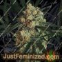 Triple A Auto by Exotic Seeds Cannabis Seeds For Sale at Just Feminized