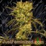 White Jewel by Exotic Seeds Cannabis Seeds For Sale at Just Feminized