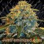 Z&Z by Exotic Seeds Cannabis Seeds For Sale at Just Feminized