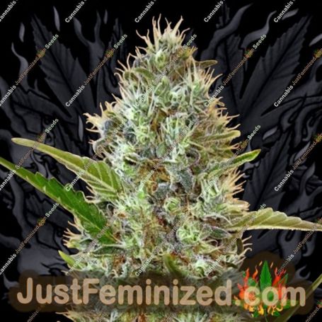 Somango Auto by Advanced Seeds Cannabis Seeds For Sale at Just Feminized