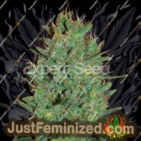 Amnesia Haze by Expert Seeds Cannabis Seeds For Sale at Just Feminized