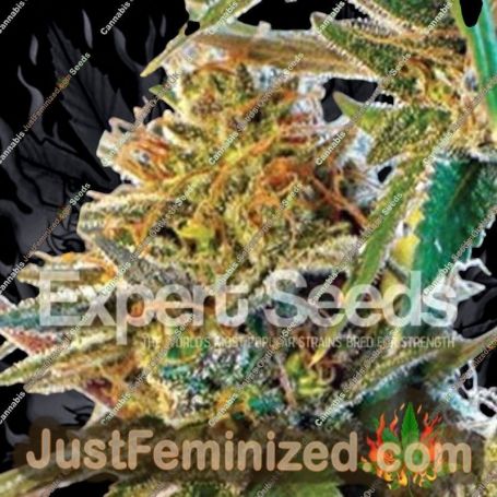 California Orange by Expert Seeds Cannabis Seeds For Sale at Just Feminized