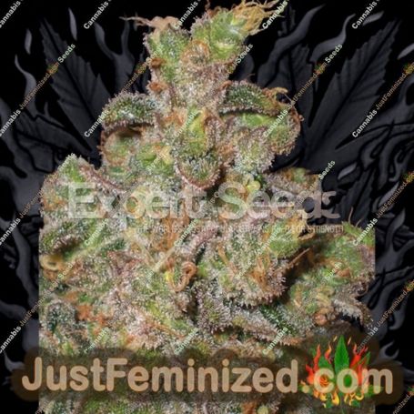 Cheese by Expert Seeds Cannabis Seeds For Sale at Just Feminized
