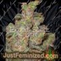 Cheese by Expert Seeds Cannabis Seeds For Sale at Just Feminized
