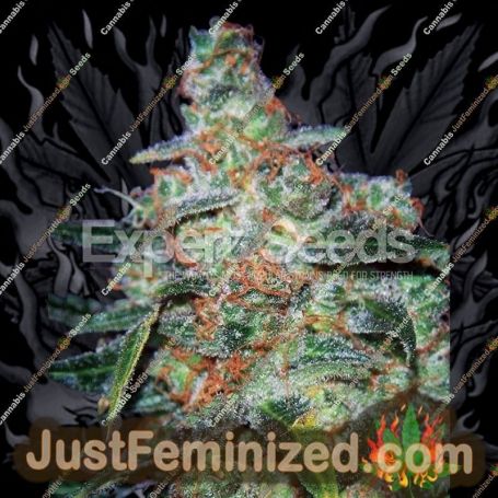 Cheese Auto by Expert Seeds Cannabis Seeds For Sale at Just Feminized