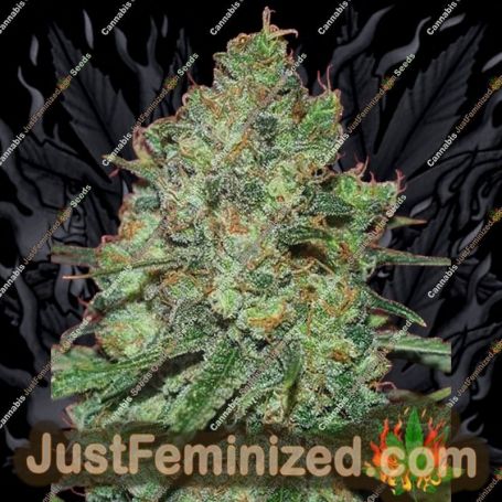 Clinical White by Expert Seeds Cannabis Seeds For Sale at Just Feminized