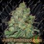 Clinical White by Expert Seeds Cannabis Seeds For Sale at Just Feminized