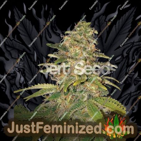 Critical Blue Auto by Expert Seeds Cannabis Seeds For Sale at Just Feminized