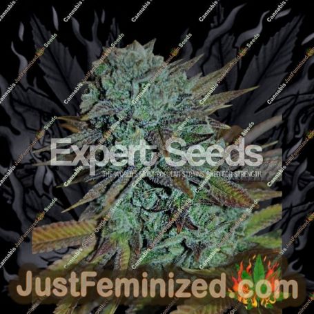 Gorilla by Expert Seeds Cannabis Seeds For Sale at Just Feminized