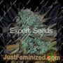Gorilla by Expert Seeds Cannabis Seeds For Sale at Just Feminized