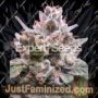 Gorilla Auto by Expert Seeds Cannabis Seeds For Sale at Just Feminized