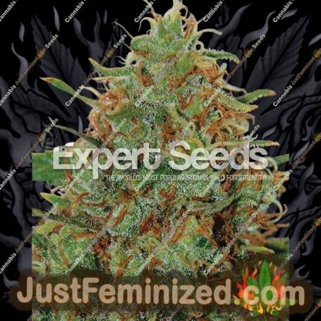 Haze by Expert Seeds Cannabis Seeds For Sale at Just Feminized