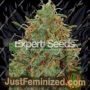 Haze by Expert Seeds Cannabis Seeds For Sale at Just Feminized