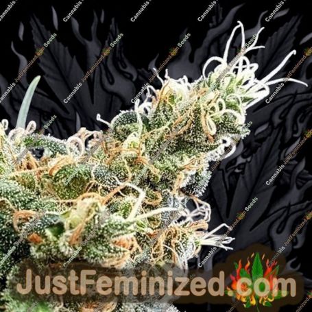 Glueberry by Expert Seeds Cannabis Seeds For Sale at Just Feminized