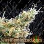 Glueberry by Expert Seeds Cannabis Seeds For Sale at Just Feminized