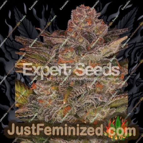 Glueberry Auto by Expert Seeds Cannabis Seeds For Sale at Just Feminized