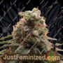 Top 69 Auto by Advanced Seeds Cannabis Seeds For Sale at Just Feminized