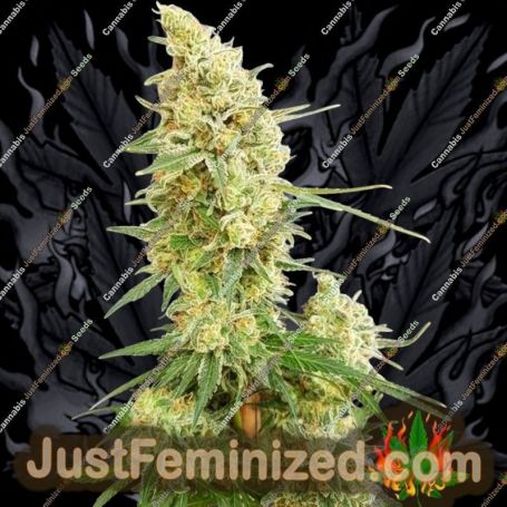 Gorilla Banana by Expert Seeds Cannabis Seeds For Sale at Just Feminized