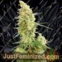 Gorilla Banana by Expert Seeds Cannabis Seeds For Sale at Just Feminized