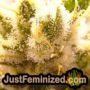 Gorilla Banana by Expert Seeds THC CBD Close Up Trichomes Potency Yield Indica Sativa Strain Pic Images