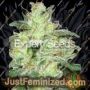 Gorilla Cheese by Expert Seeds Cannabis Seeds For Sale at Just Feminized