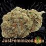 Gorilla Cheese by Expert Seeds Buds Weed Ganja Skunk Pot Reefer Dope Herb Pics Images