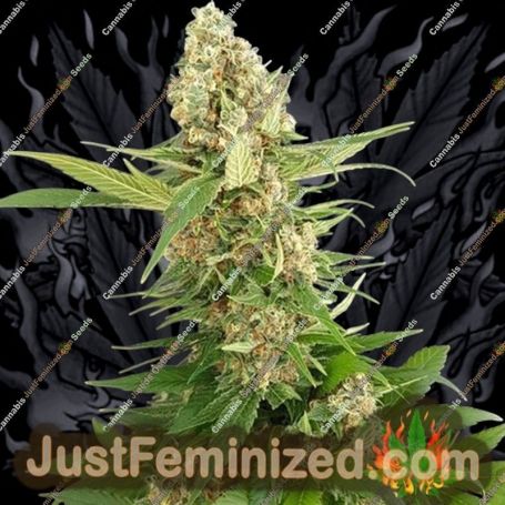 Gorilla Ice Cream by Expert Seeds Cannabis Seeds For Sale at Just Feminized