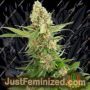 Gorilla Ice Cream by Expert Seeds Cannabis Seeds For Sale at Just Feminized