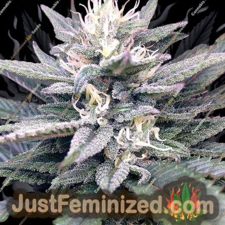 Gorilla SFV OG by Expert Seeds Cannabis Seeds For Sale at Just Feminized