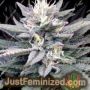 Gorilla SFV OG by Expert Seeds Cannabis Seeds For Sale at Just Feminized