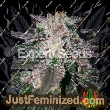 Gorilla x Cookies by Expert Seeds Cannabis Seeds For Sale at Just Feminized