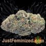 Gorilla x Cookies by Expert Seeds Buds Weed Ganja Skunk Pot Reefer Dope Herb Pics Images