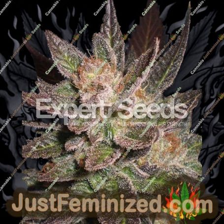 Lavender by Expert Seeds Cannabis Seeds For Sale at Just Feminized