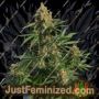 Lemon Haze Auto by Expert Seeds Cannabis Seeds For Sale at Just Feminized