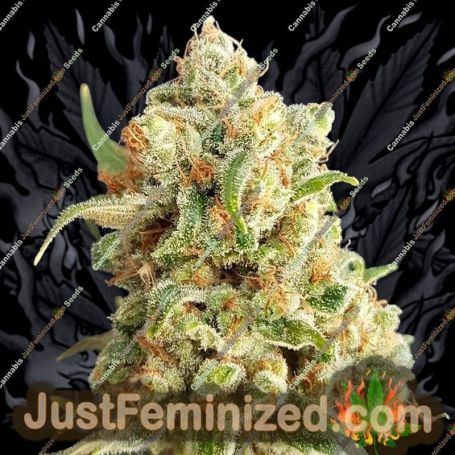 New York Diesel Auto by Expert Seeds Cannabis Seeds For Sale at Just Feminized
