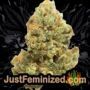 New York Diesel Auto by Expert Seeds Buds Weed Ganja Skunk Pot Reefer Dope Herb Pics Images