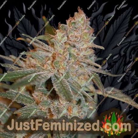 Black Diesel by Advanced Seeds Cannabis Seeds For Sale at Just Feminized
