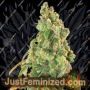 Northern Lights by Expert Seeds Cannabis Seeds For Sale at Just Feminized