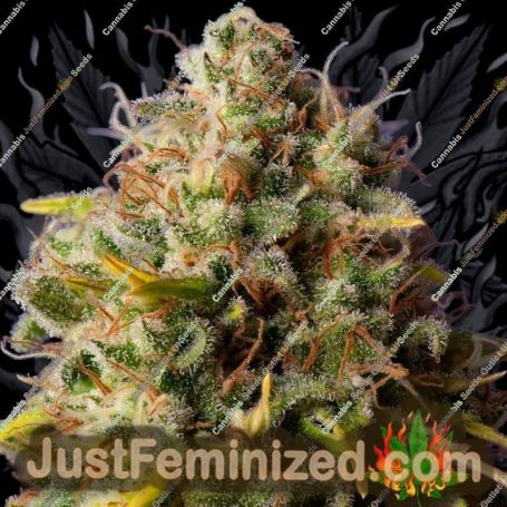Northern Lights x Big Bud Auto by Expert Seeds Cannabis Seeds For Sale at Just Feminized