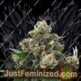 Respect 4 Gorilla by Expert Seeds Cannabis Seeds For Sale at Just Feminized