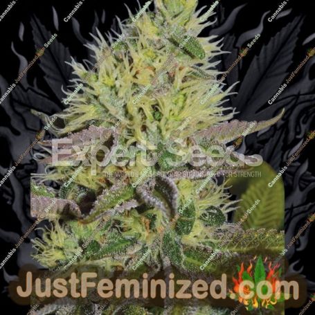 Sweet Zombie by Expert Seeds Cannabis Seeds For Sale at Just Feminized