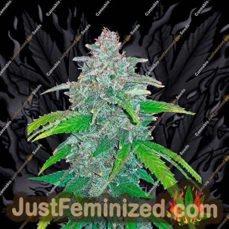 Blue Dreammatic Auto by Fast Buds Cannabis Seeds For Sale at Just Feminized