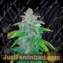 Blue Dreammatic Auto by Fast Buds Cannabis Seeds For Sale at Just Feminized