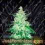 Crack 1:1 Auto by Fast Buds Cannabis Seeds For Sale at Just Feminized