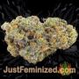 Crack 1:1 Auto by Fast Buds Buds Weed Ganja Skunk Pot Reefer Dope Herb Pics Images